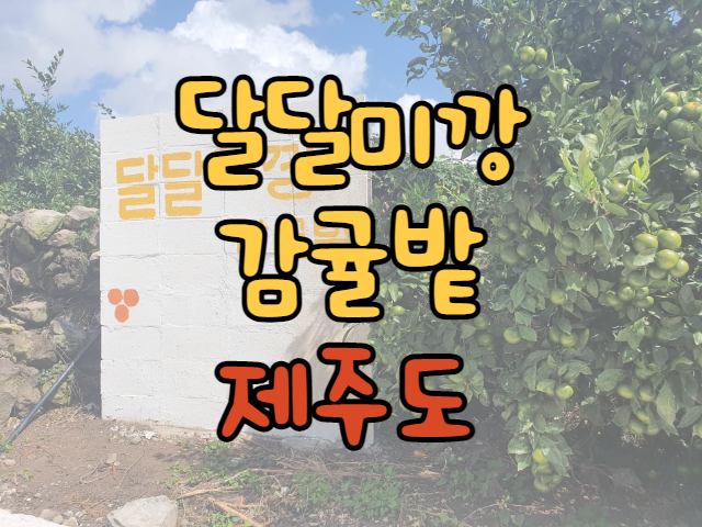  제주도관광 달달미깡 감귤밭