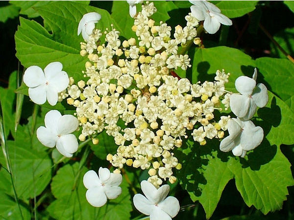  백당나무 (CRAMP BARK) 효능 부작용, 섭취법 알고 가세요.