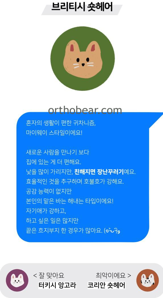 브리티시 숏헤어 mbti