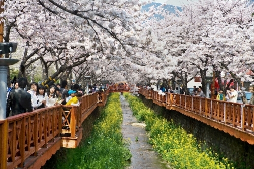 진해 군항제 벚꽃축제 안내 (2023 최신버전) 54