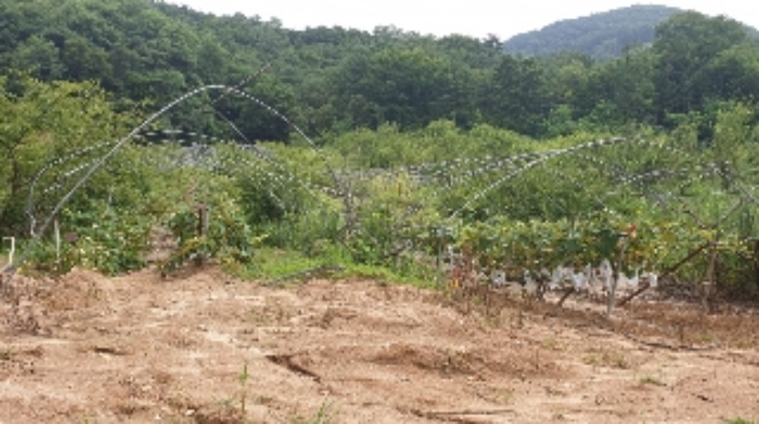 제천지원2021타경816 포도밭 및 과실수