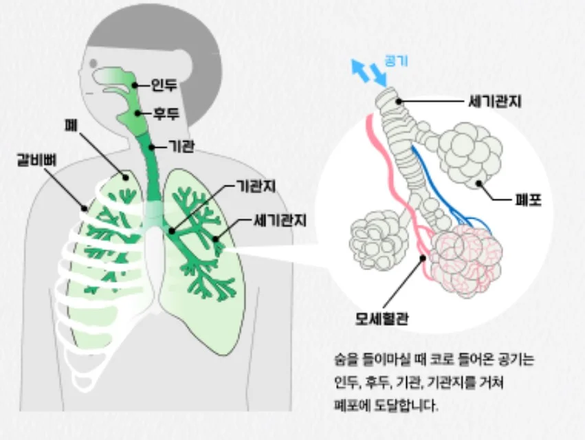폐암 원인 폐암 종류 폐암 사망률 폐암 흡연 폐암 증상 폐암 검사 폐암 조기 발견 폐암 예방