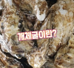 개체굴-뜻