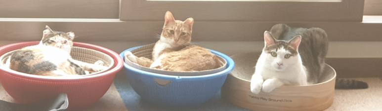 어릴적 그리고 그 외에 고양이 사진 16