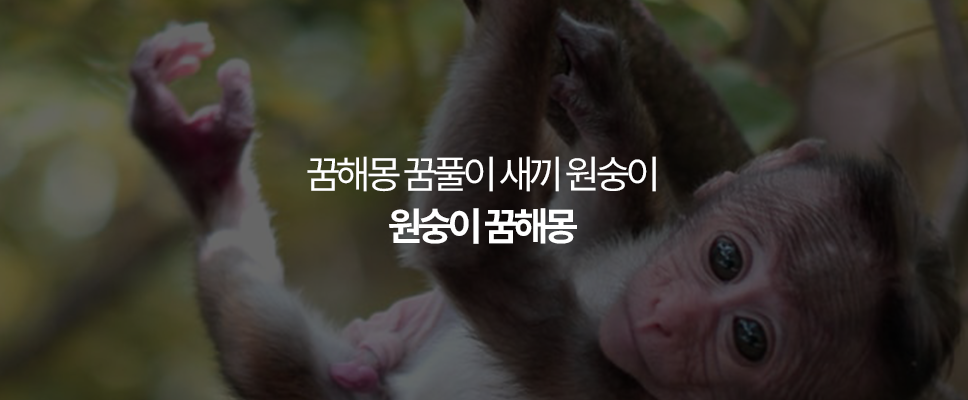 원숭이 꿈해몽 꿈풀이 새끼 원숭이