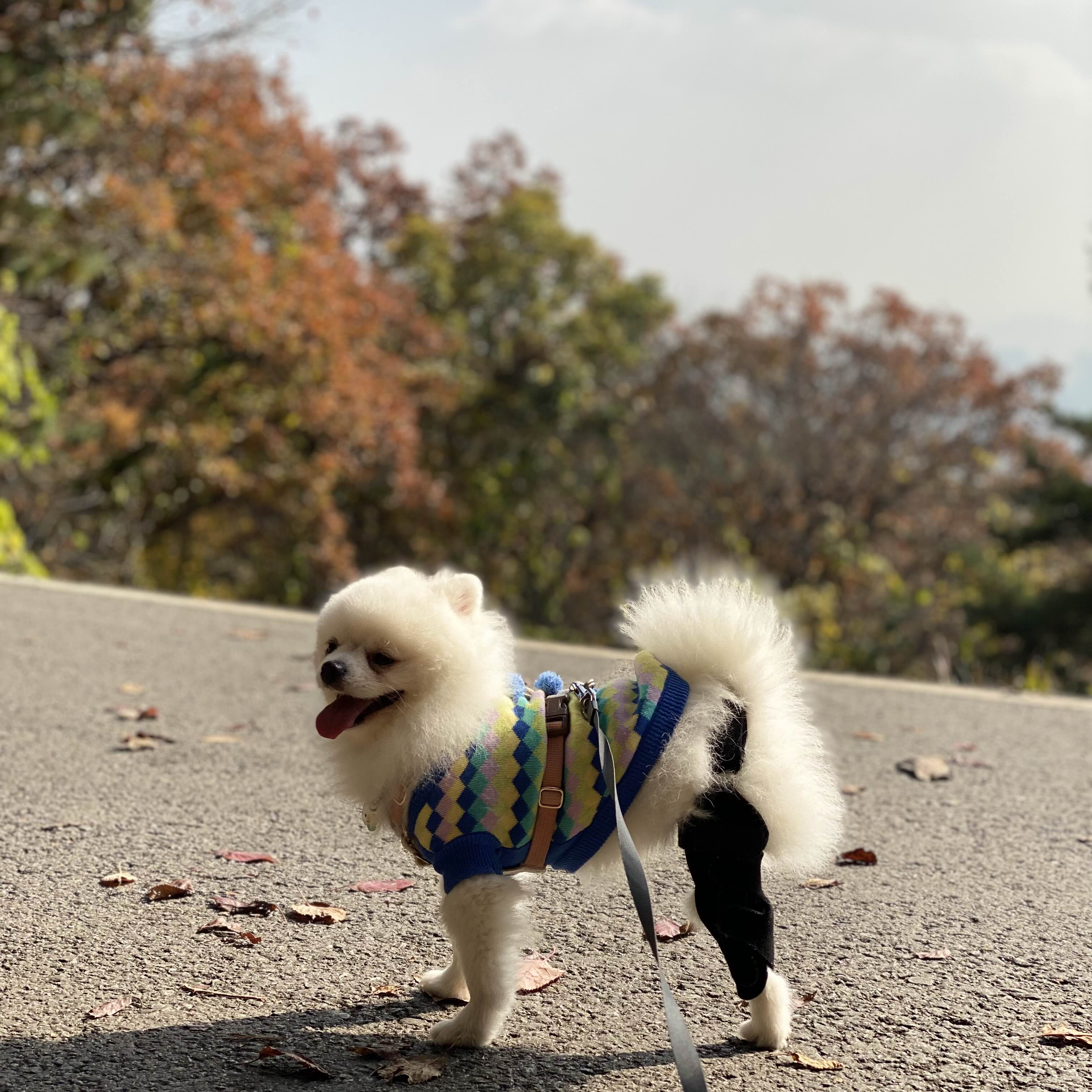 강아지 슬개골 보호대