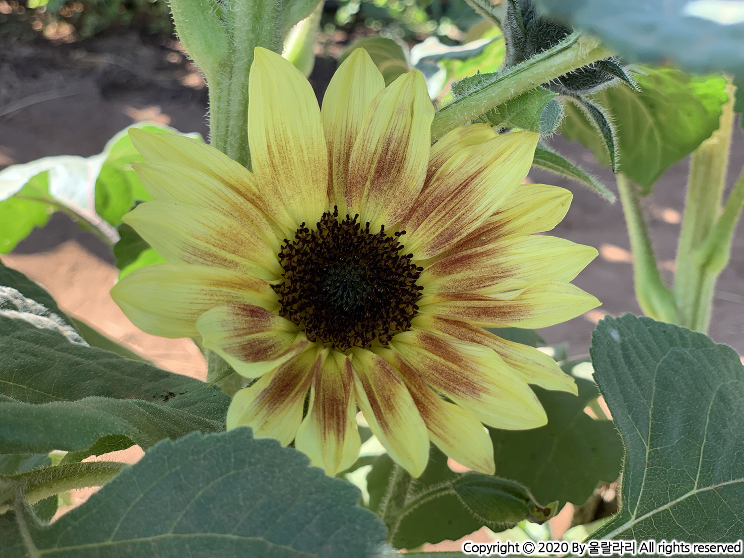 캘리포니아 해바라기 구경하기 좋은 곳 the best sunflower fields in southern california