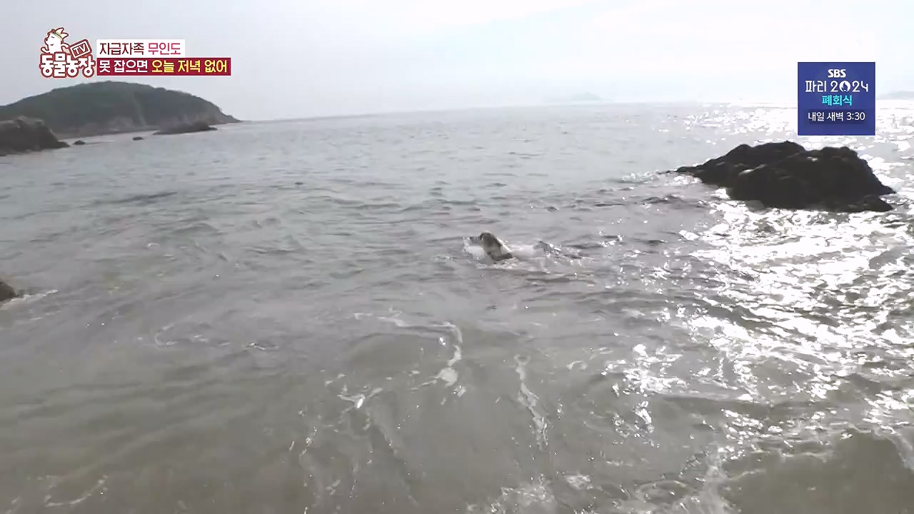 TV 동물농장.E1184.240812p-NEXT.mp4_20240811_172501.877.jpg