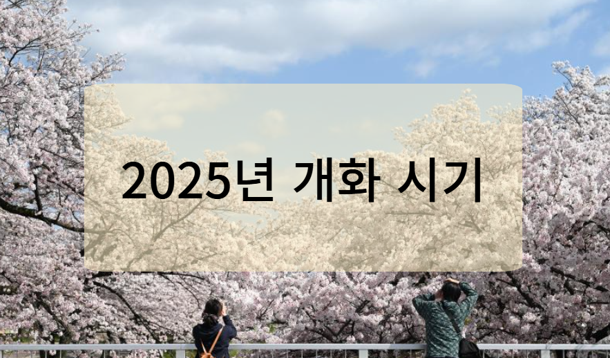 2025년 전국 벚꽃 개화 시기(2024년 비교)