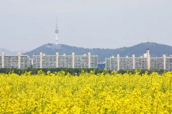 5월 수도권 꽃구경 꽃축제 10선_5