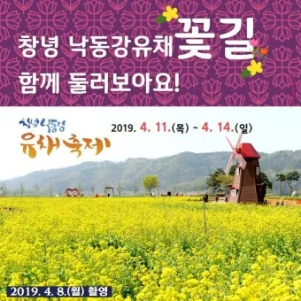 창녕 남지 유채꽃축제 일정 맛집 코스_4