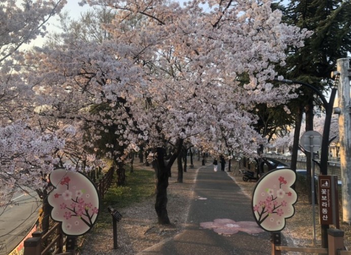 대구 벚꽃 명소인 꽃보라동산 모습
