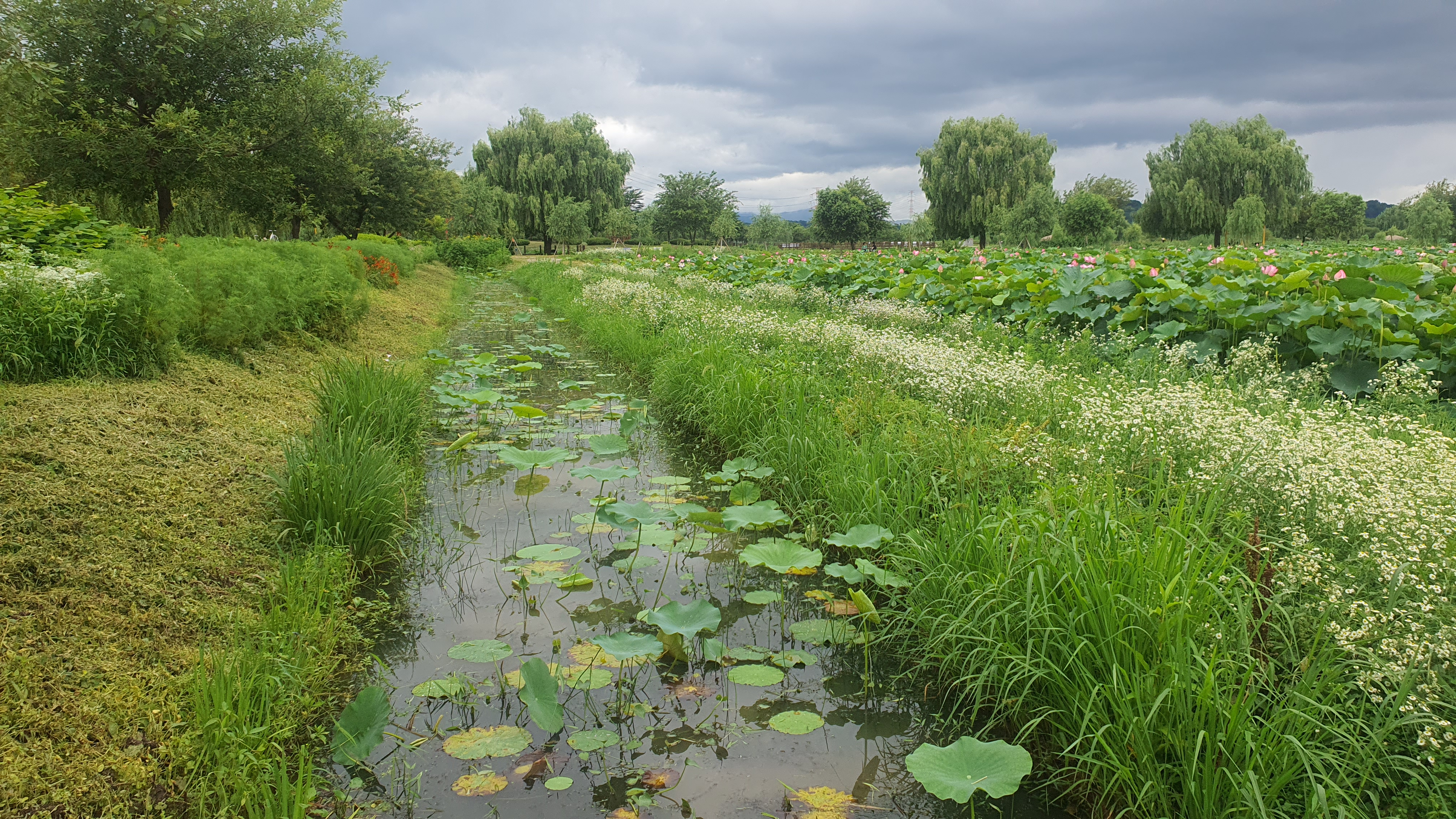 당진 합덕제 연꽃 축제 연호문화축제