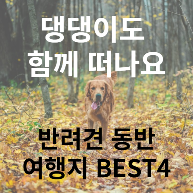 애견동반 여행지