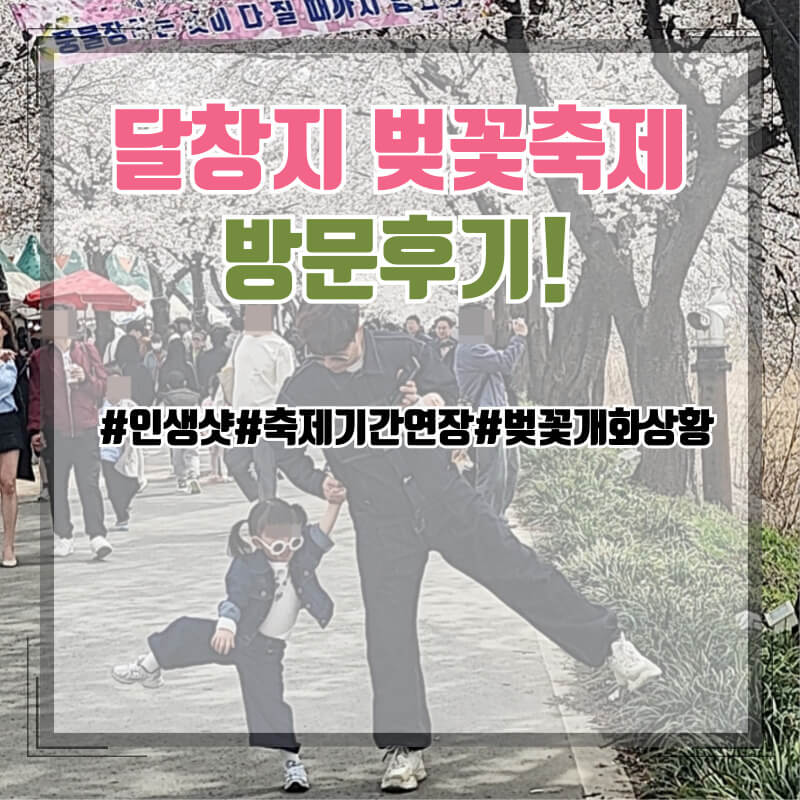  [최신] 달창지 벚꽃축제 방문후기, 실시간 벚꽃 개화 상황 만개시기