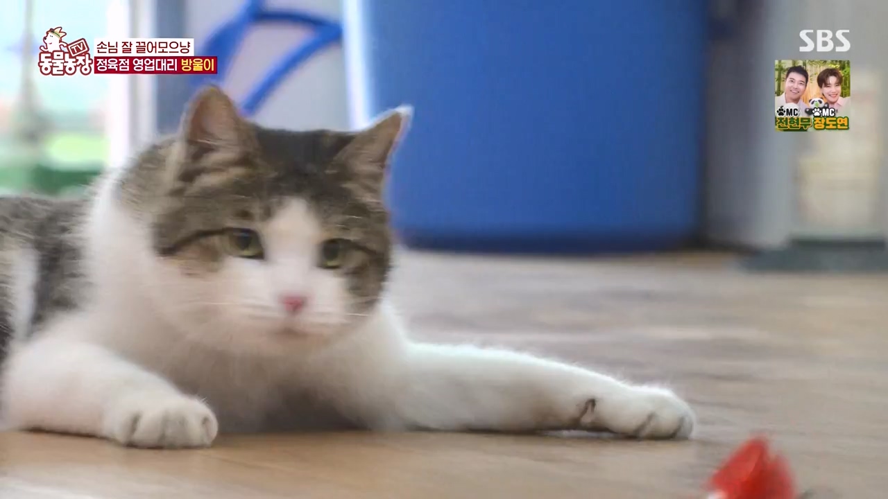 TV 동물농장.E1146.231120p-NEXT.mp4_20231119_175238.845.jpg