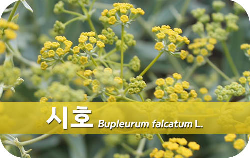 시호와 이미지