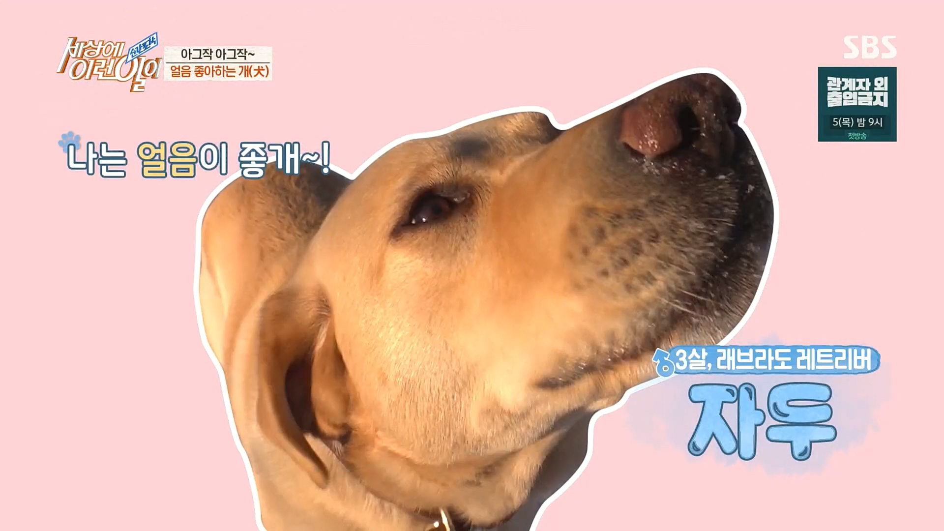 순간포착 세상에 이런일이.E1212.230103p.H264-F1RST.mp4_20230105_190246.960.jpg