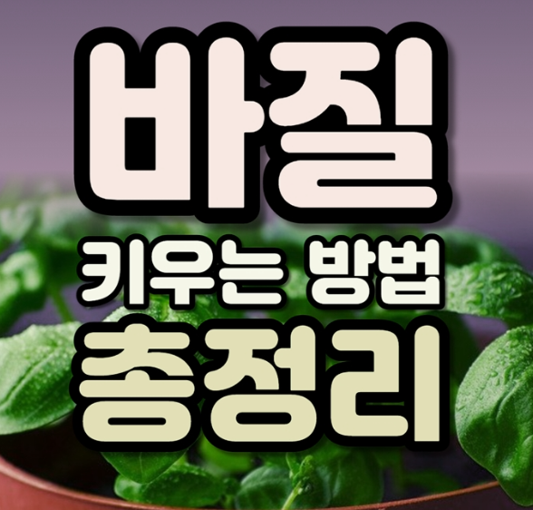 바질 키우기 방법