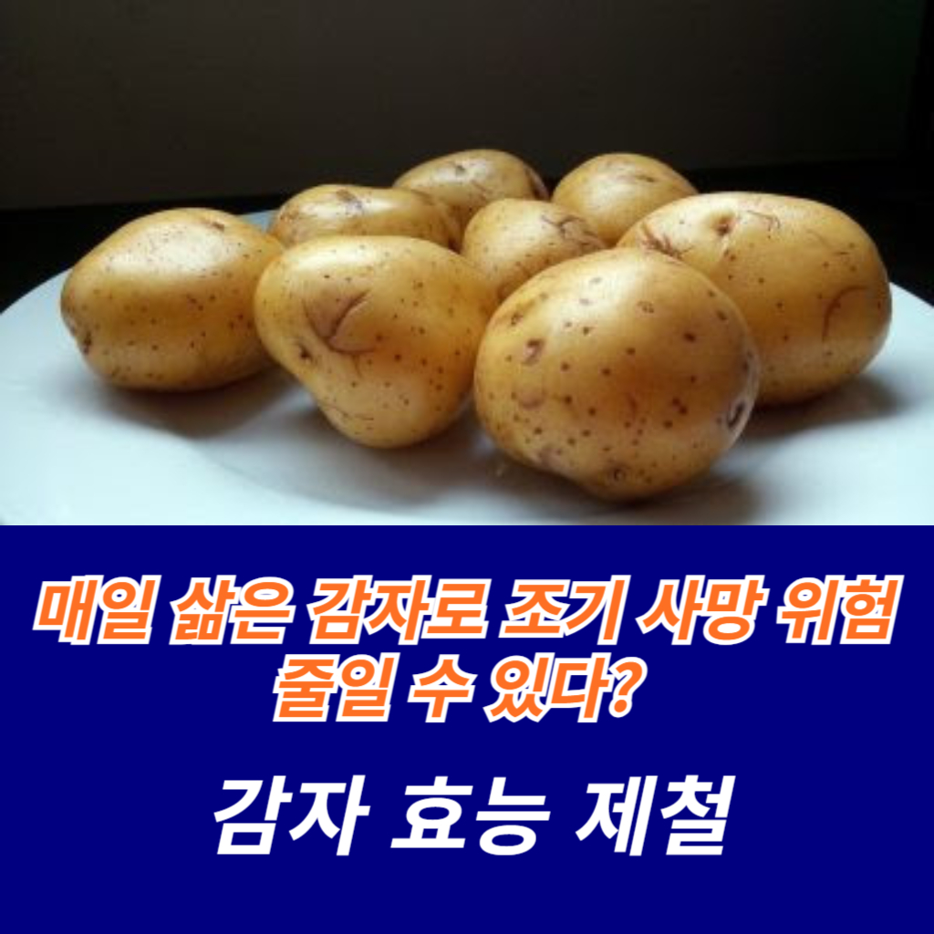  매일 삶은 감자로 조기 사망 위험 줄일 수 있다? 감자 효능 제철 좋은 감자 고르는 법 보관법
