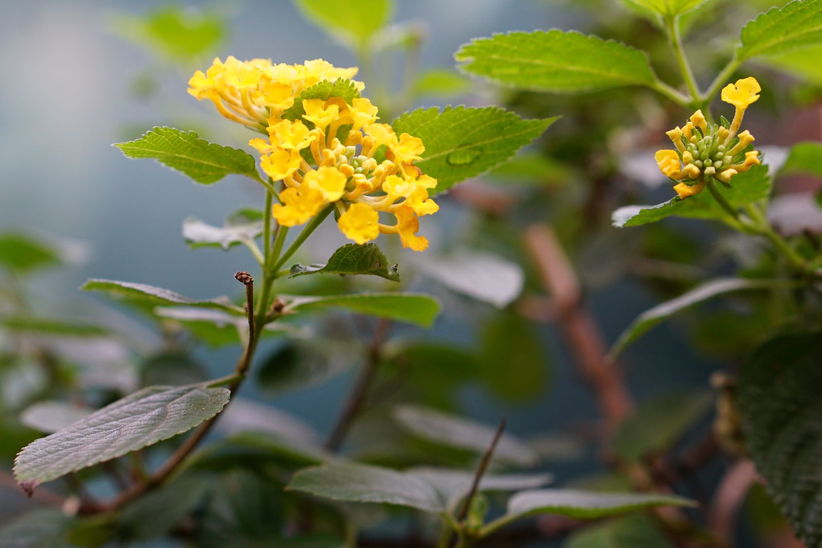 노란꽃&#44; 작은 꽃송이들이 모여 다발을 이룬 꽃송이&#44;