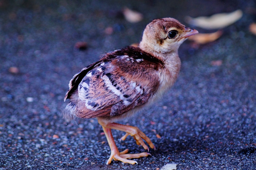 Chick