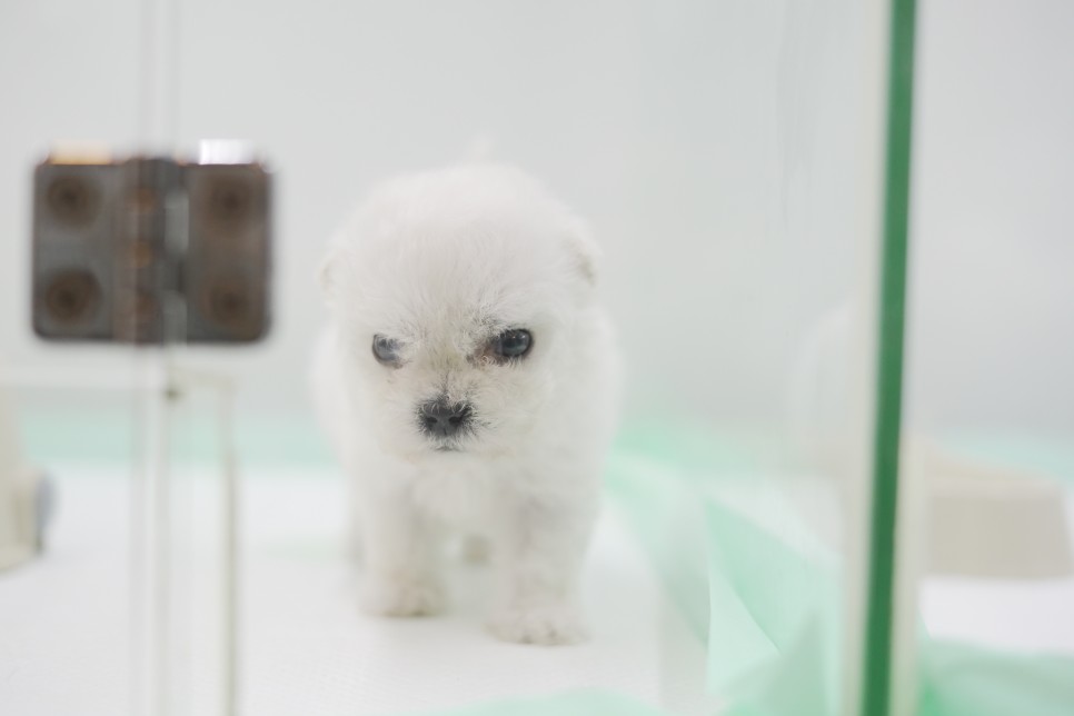 놀라운 외모 일산 강아지 분양 셀포메라니안 4