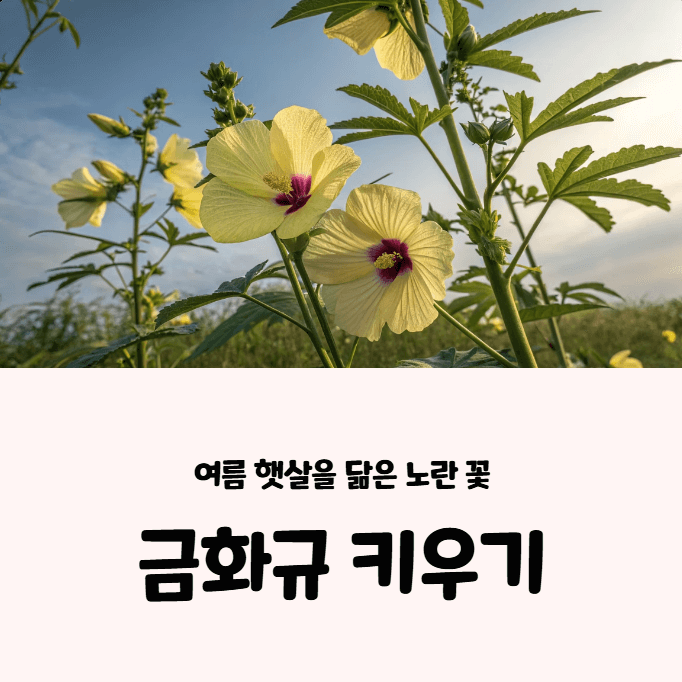 금화규의 효능