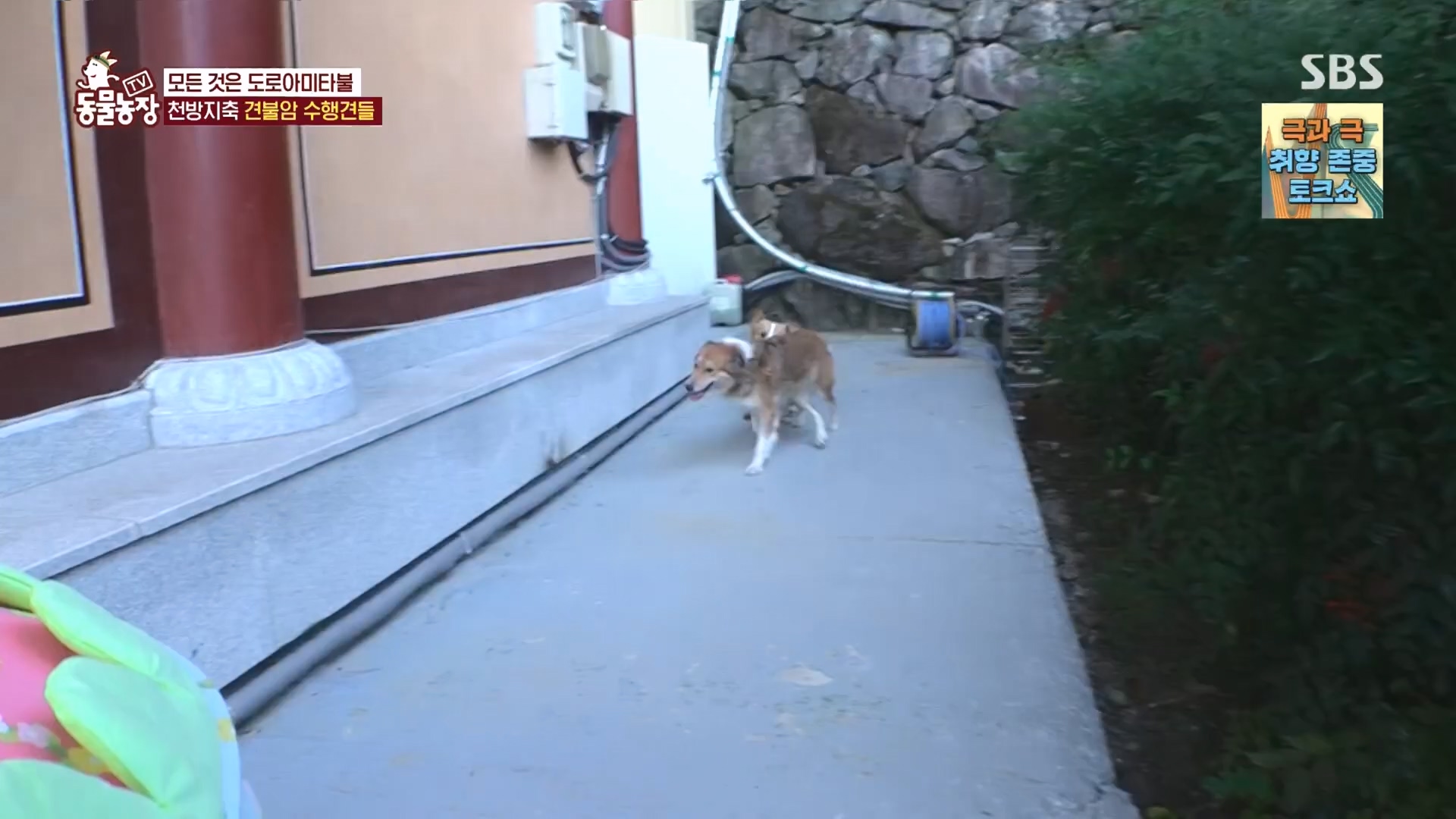 TV 동물농장.E1149.231210p.H264-F1RST.mp4_20231210_171054.113.jpg