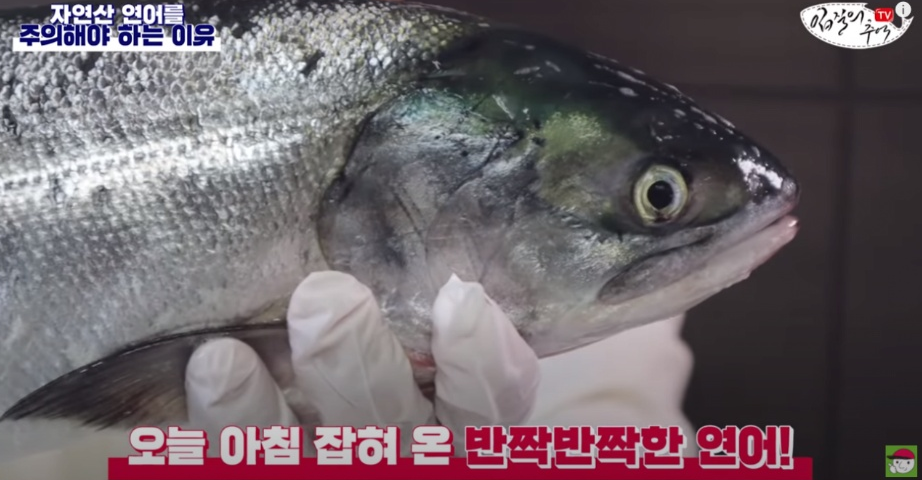  자연산 연어를 먹지 말아야 하는 이유