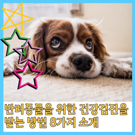  반려동물을 위한 건강검진을 받는 방법 8가지 소개