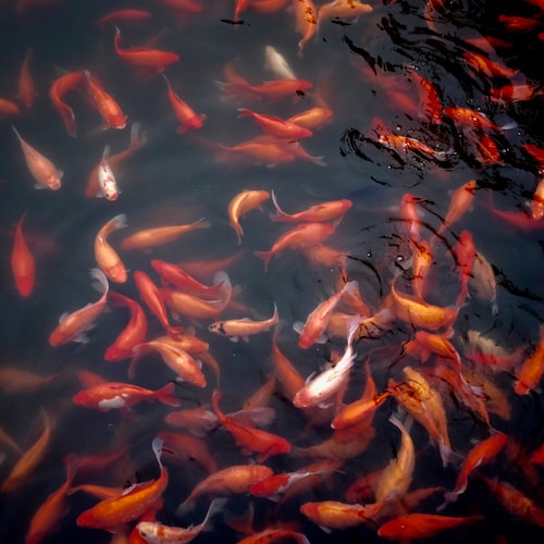 Ways to Create a Healthy Aquarium Environment for Fish