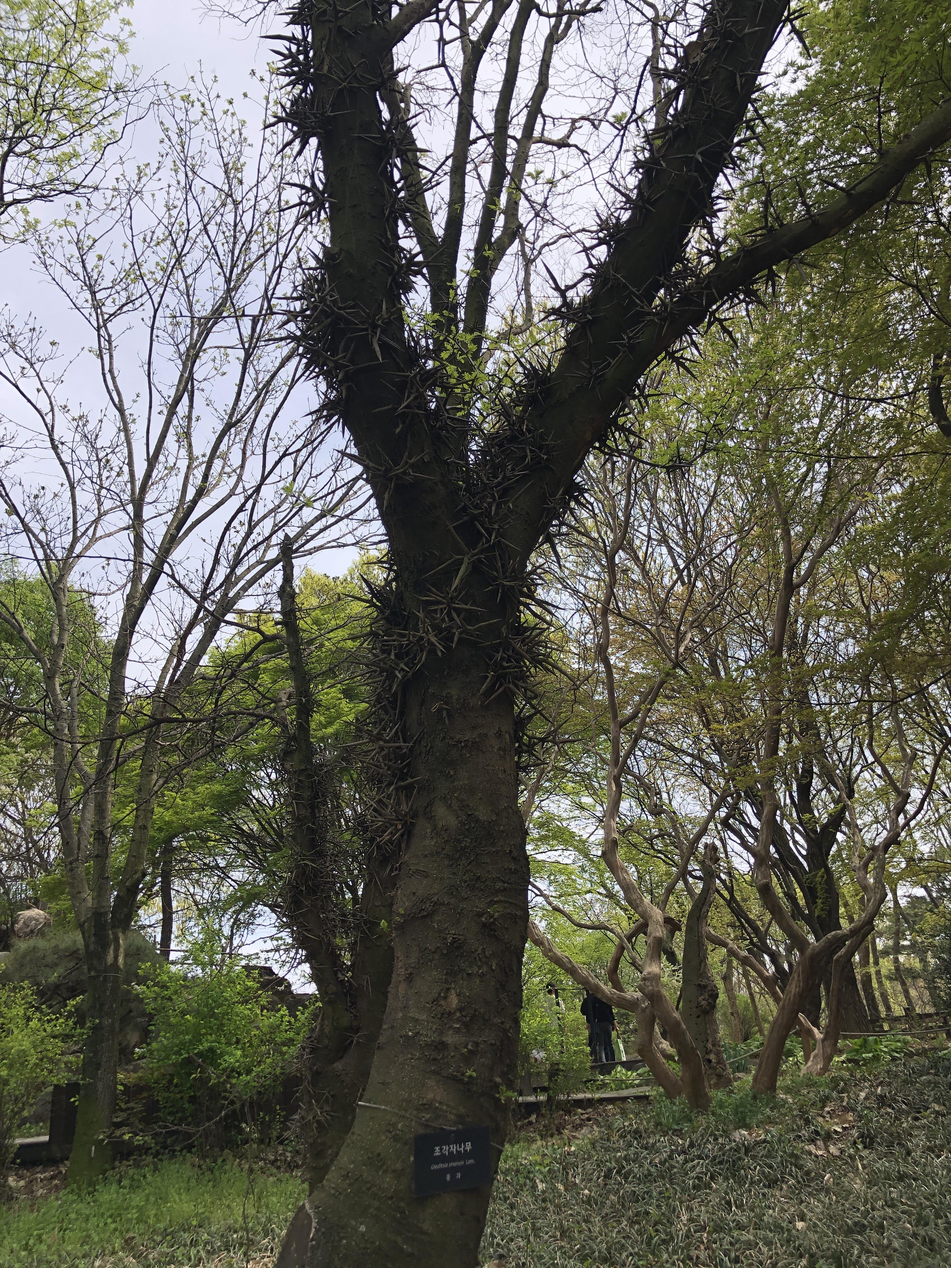 민수랜드-한국도로공사 전주수목원 나무