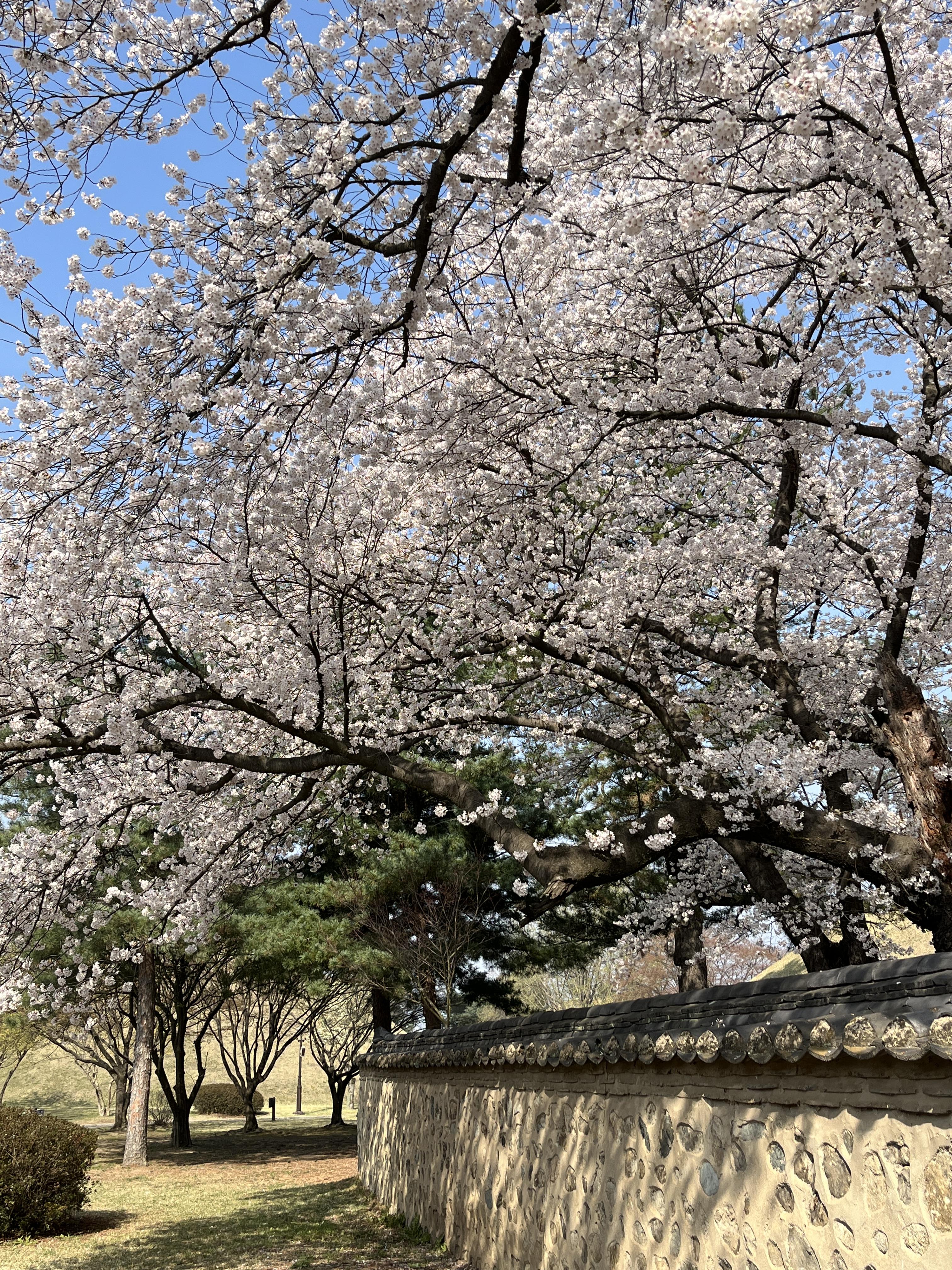 대릉원 벚꽃 풍경 