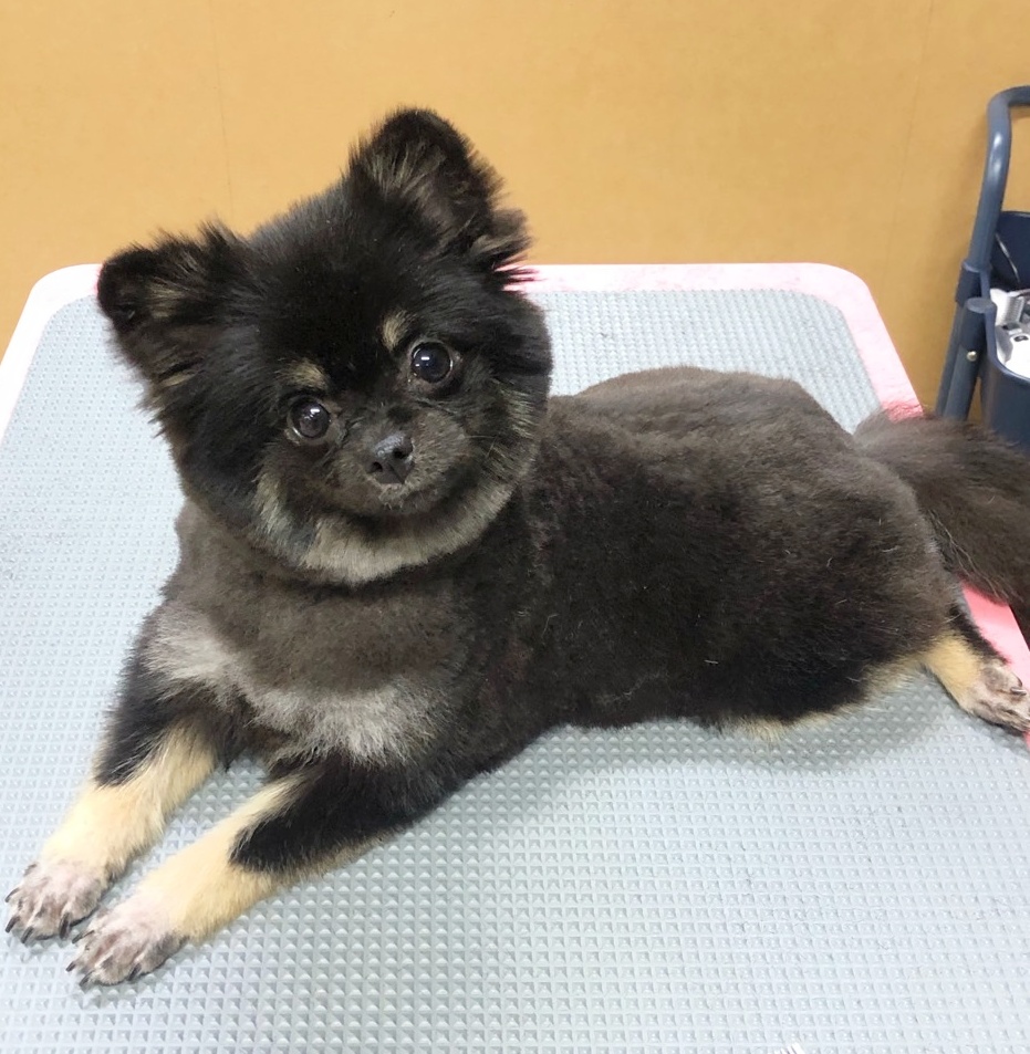 정애견미용학원 실견실습
