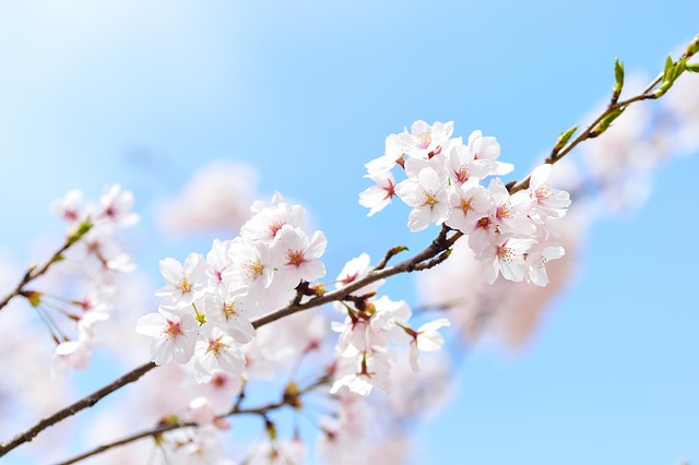 봄 벚꽃 모습(4)