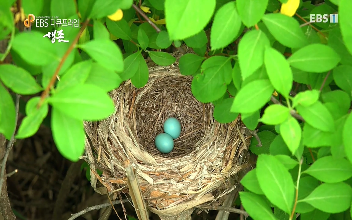 생존 3부_ EBS 다큐프라임_ 220629.avi_20220701_203851.494.jpg