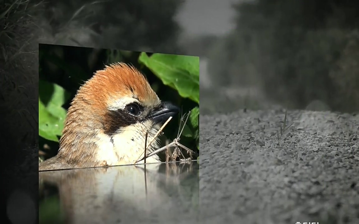 생존 3부_ EBS 다큐프라임_ 220629.avi_20220701_210644.461.jpg