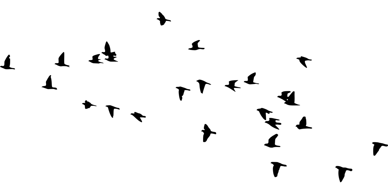 새떼