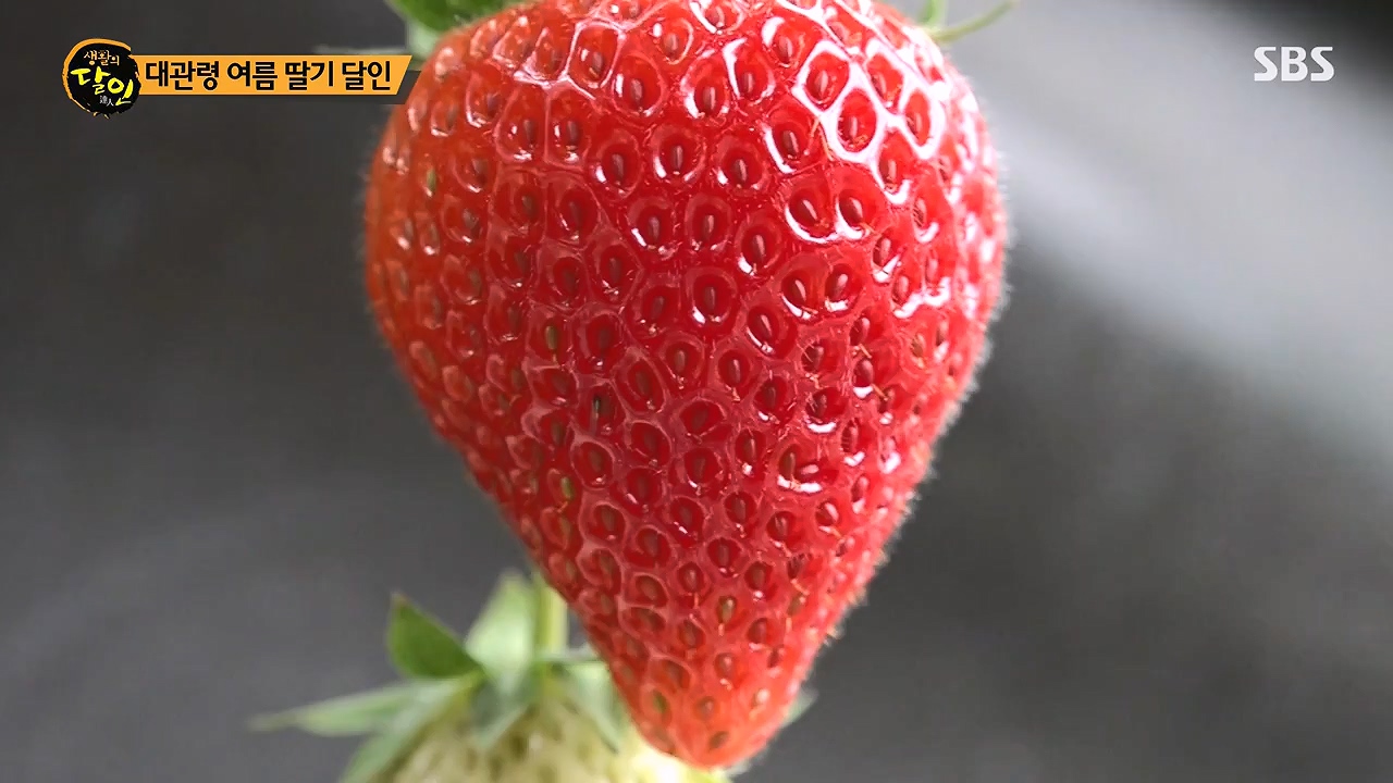 생활의 달인.E941.240625p-NEXT.mp4_20240625_211153.030.jpg