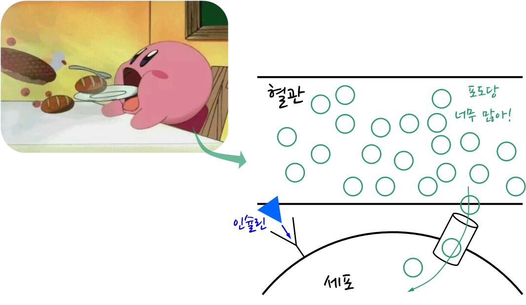 음식섭취와 포도당 이용