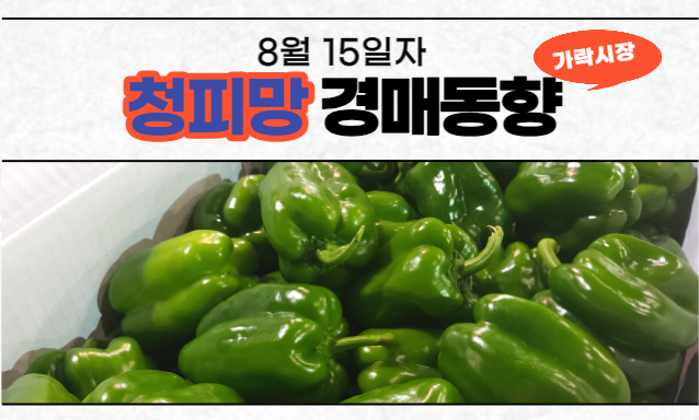  [경매사 일일보고] 8월 15일자 가락시장 청피망 경매동향을 살펴보겠습니다!