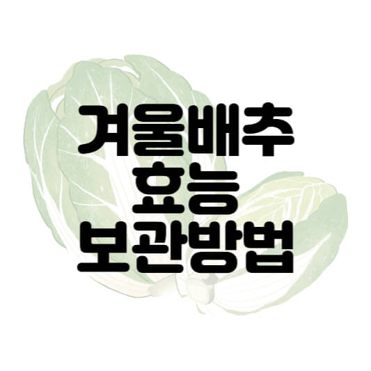  겨울 배추 효능과 보관방법