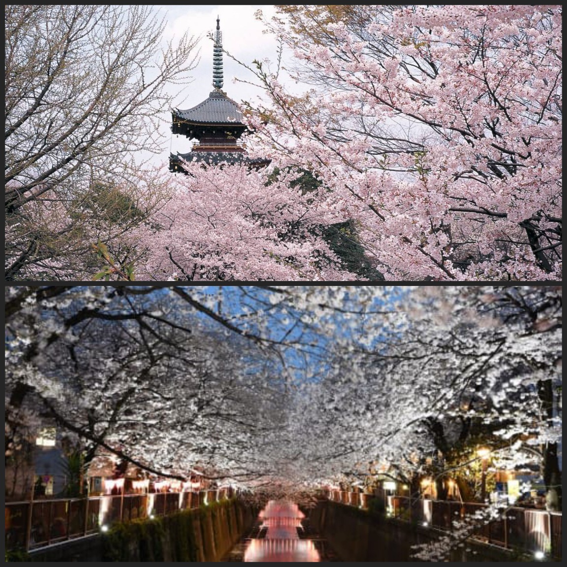 우에노 공원의 벚꽃 풍경&#44; 일본 전통 건축물과 벚꽃&#44; 벚꽃 야경을 볼 수 있다.