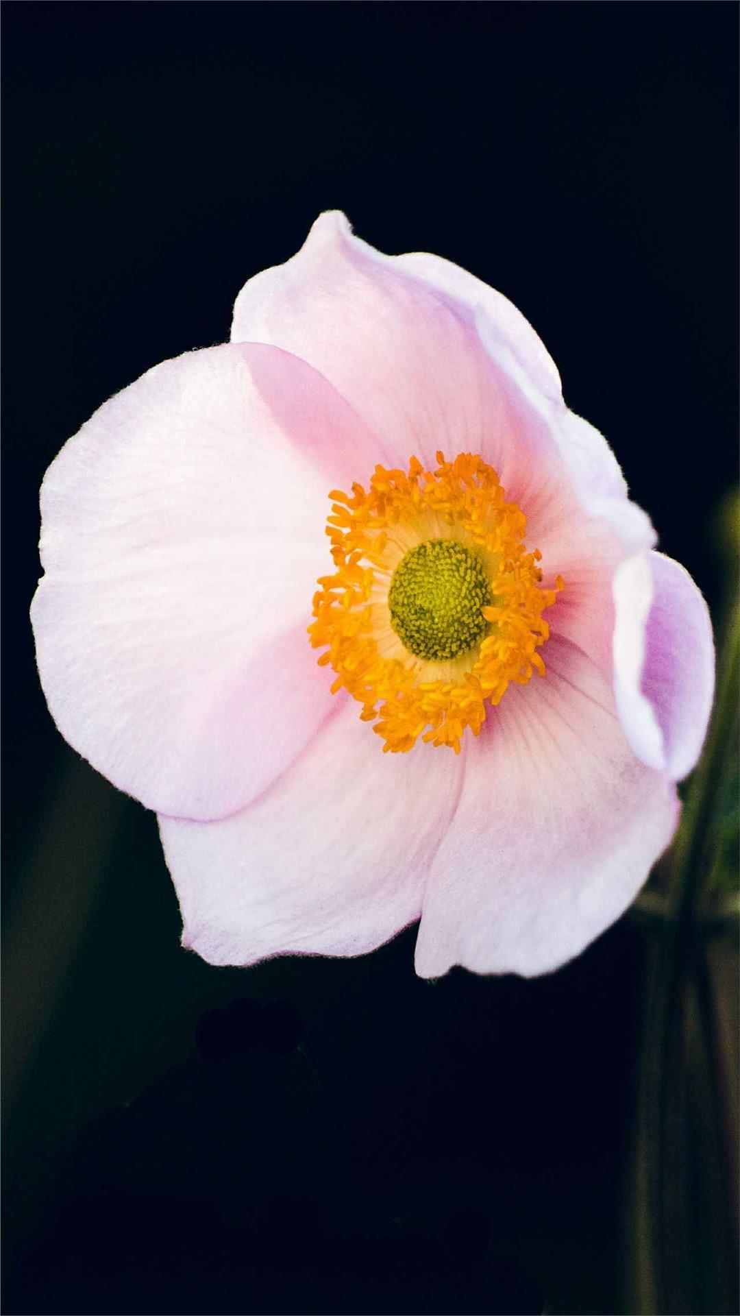 Anemone Flower iPhone Wallpaper