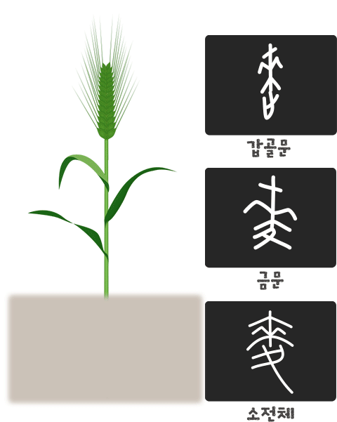 麥(보리 맥)갑골문 금문 소전체