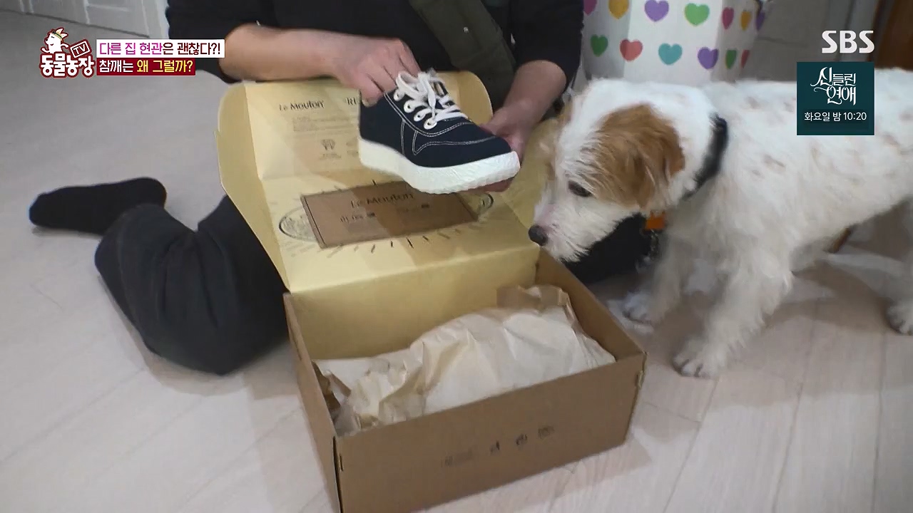 TV 동물농장.E1177.240624p-NEXT.mp4_20240623_163759.209.jpg