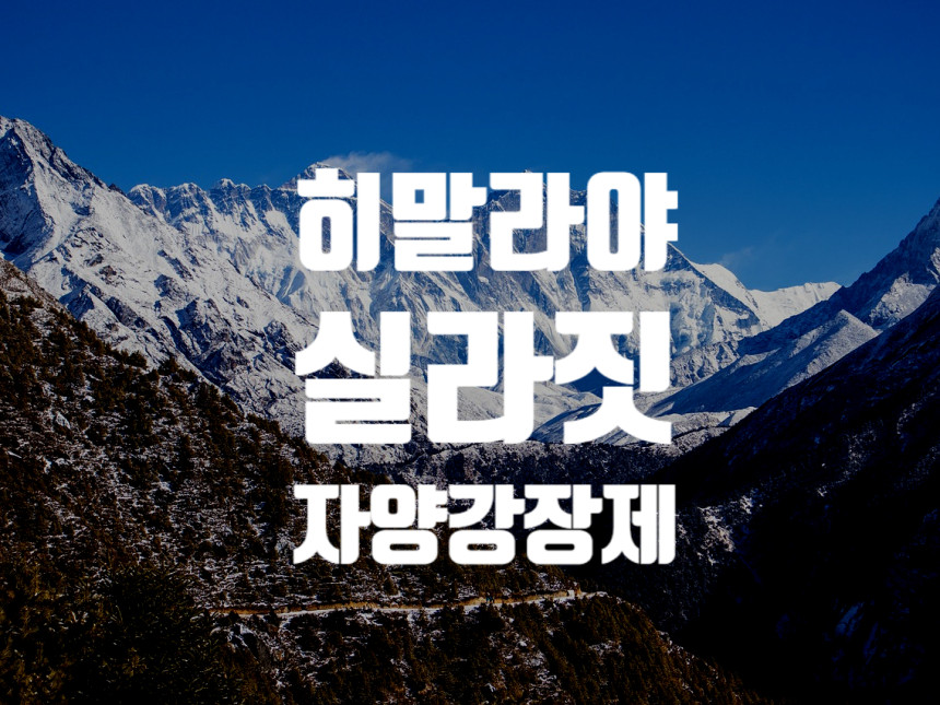  Shilajit 실라짓 - 히말라야인의 자양강장제