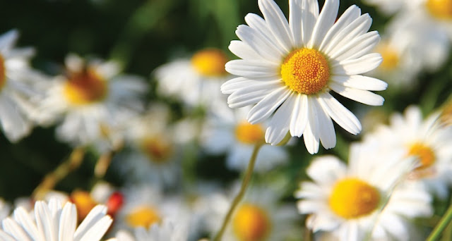 프리울라노의 대표 향 중 하나인 흰 꽃