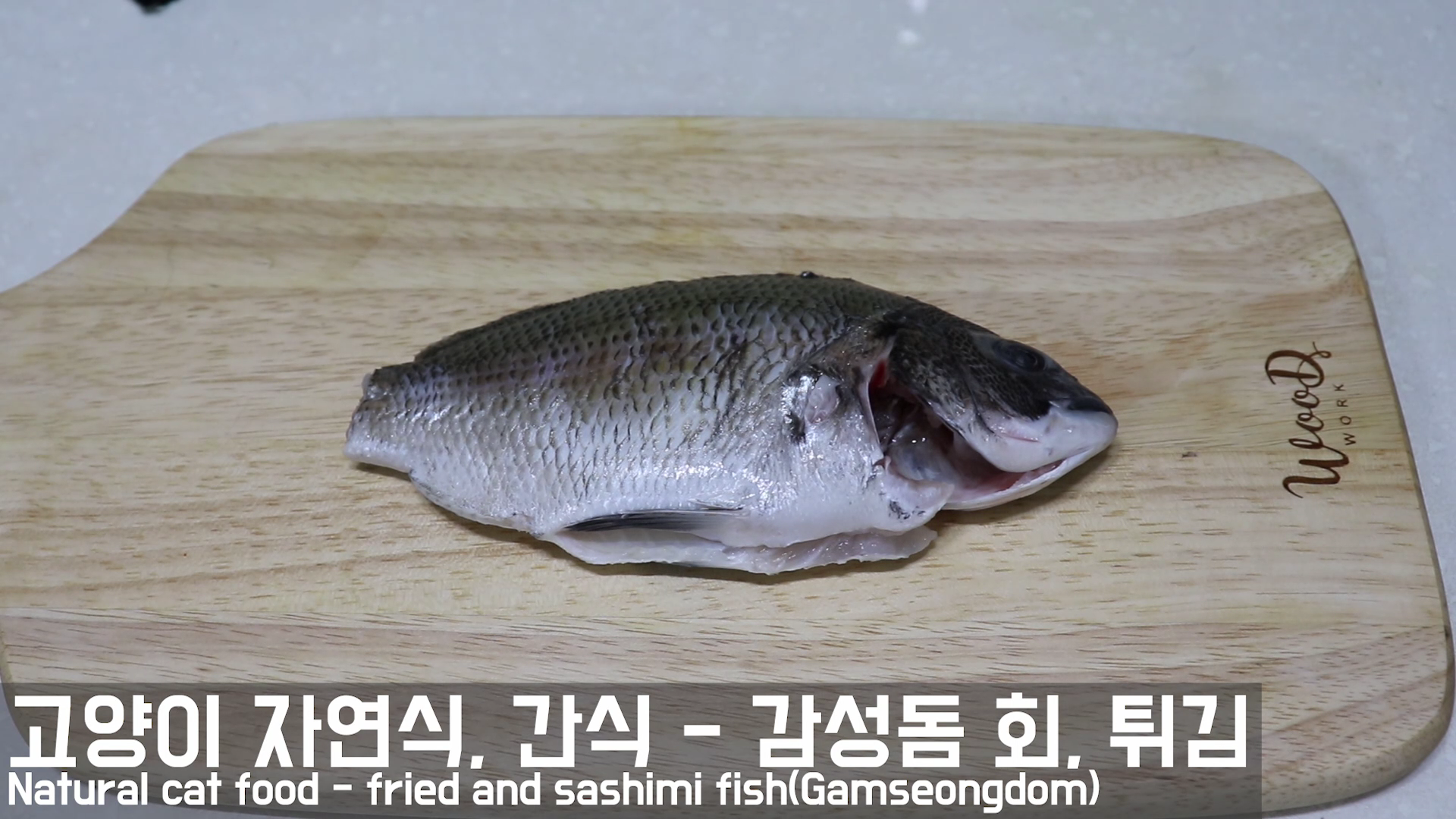  고양이 자연식 # 22 - 자연산 감성돔 회, 튀김 (통영 감성돔 덴마 낚시)